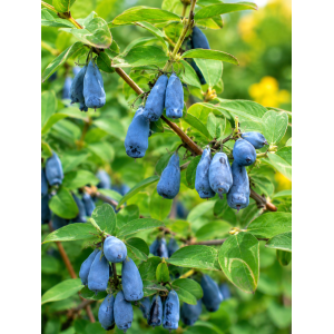 Zemolez kamčatský-Kamčatská čučoriedka (Lonicera kamtschatica) ‘BLUE FOREST’ - skorá, výška 30-50 cm, kont. C3L